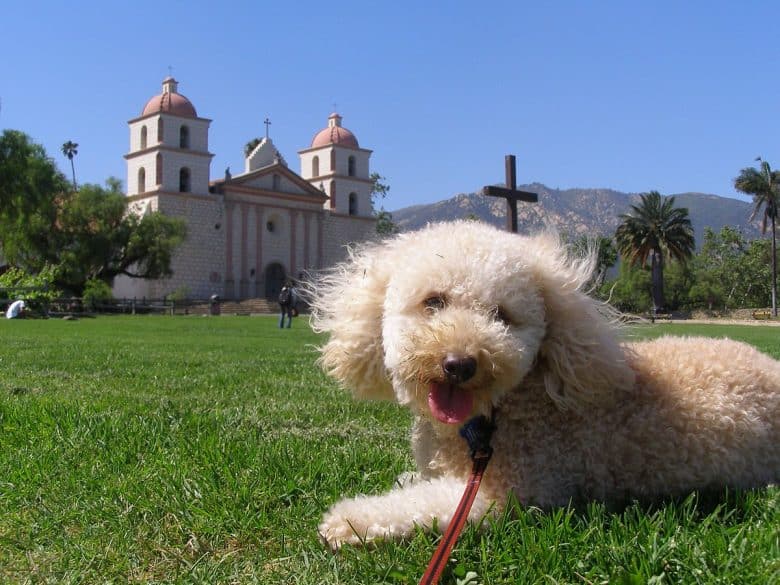 A Poodle and Bichon Frise mix AKA Poochon