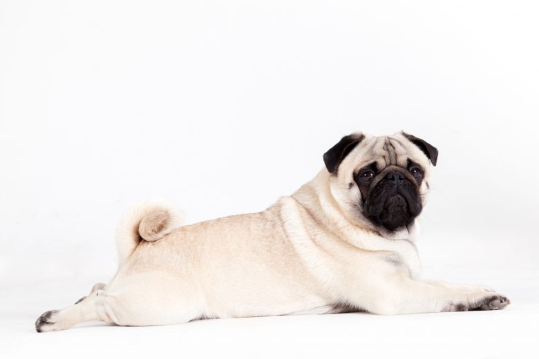 A Pug laying on the floor while looking at the camera