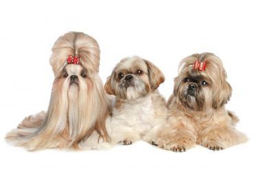 Three Shih Tzu dogs with different hair lengths and hairstyles