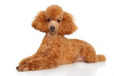 Toy poodle puppy graceful lying down on a white background