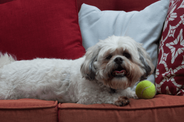 A full-grown Zuchon resting on the couch with its ball