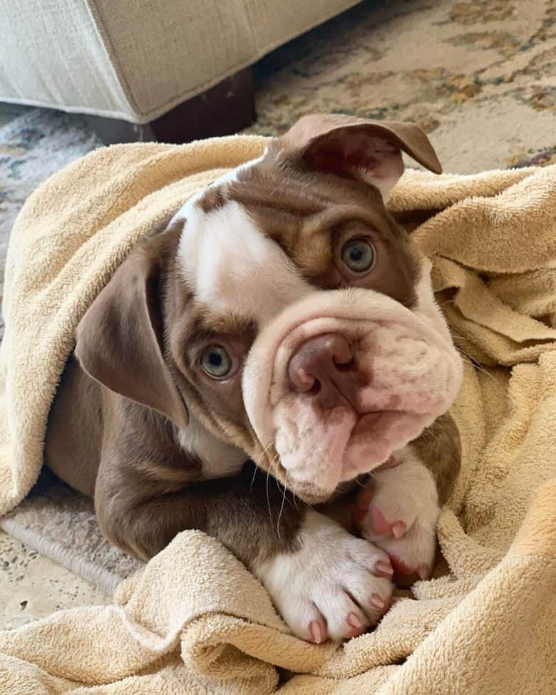 A cute Miniature English Bulldog puppy just had its bath