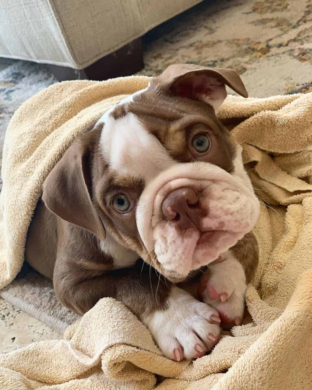 The Miniature English Bulldog with a big heart K9 Web