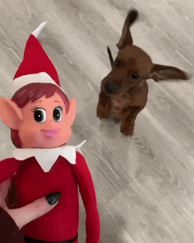 A full-grown Dachshund running away with an elf-on-a-shelf