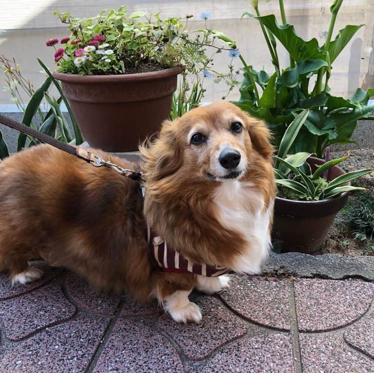 Dorgi: Want to be like the Queen? Get a Corgi-Dachshund mix! - K9 Web