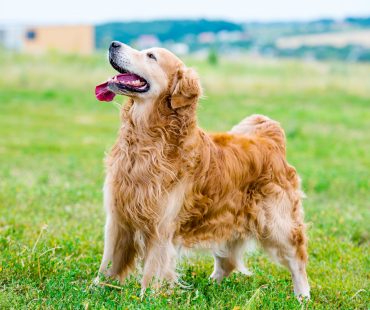 A beautiful Golden Retriever having 
