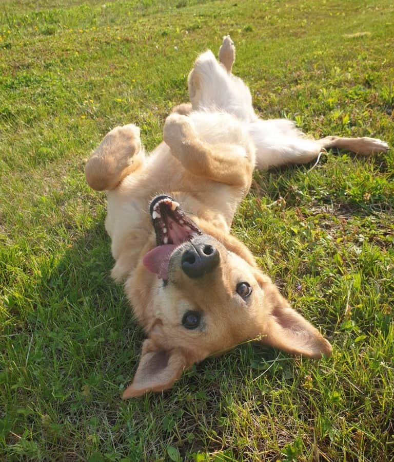 Is de Duitse Herder Golden Retriever