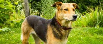 A German Shepherd Golden Retriever mix spending time outdoors
