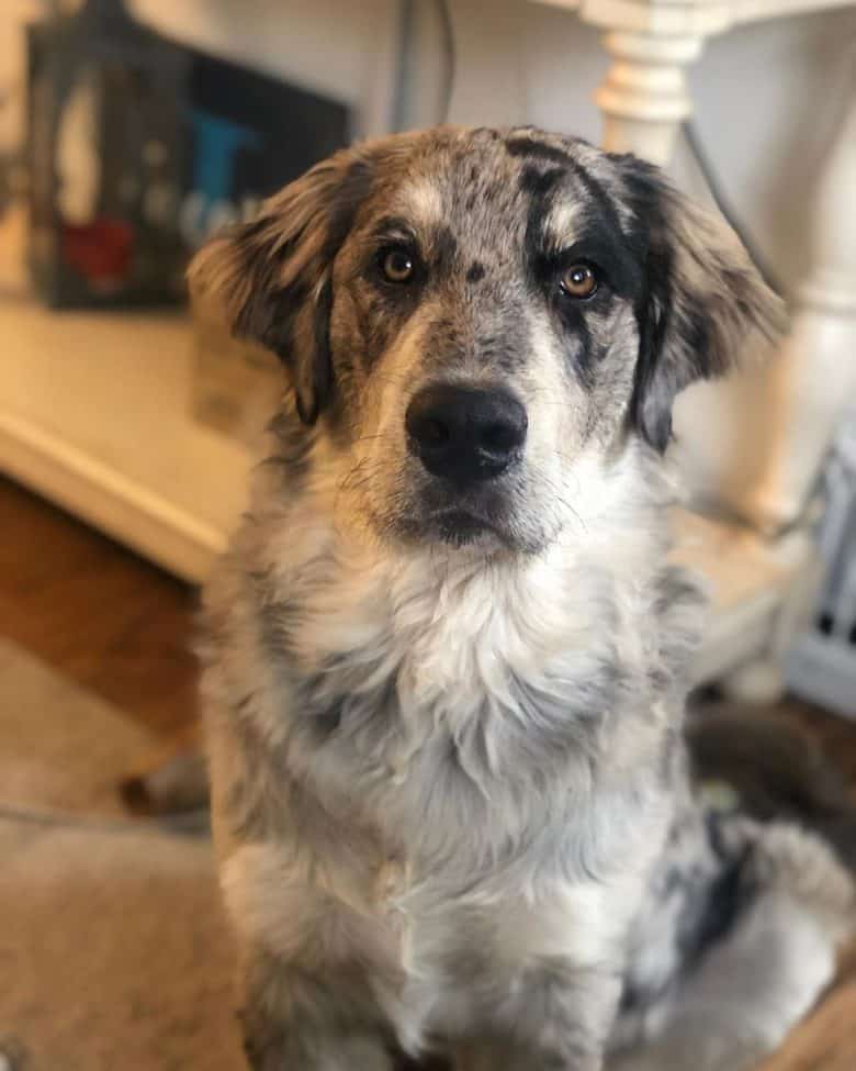 Golden Retriever Australian Shepherd mix AKA Golden Aussie