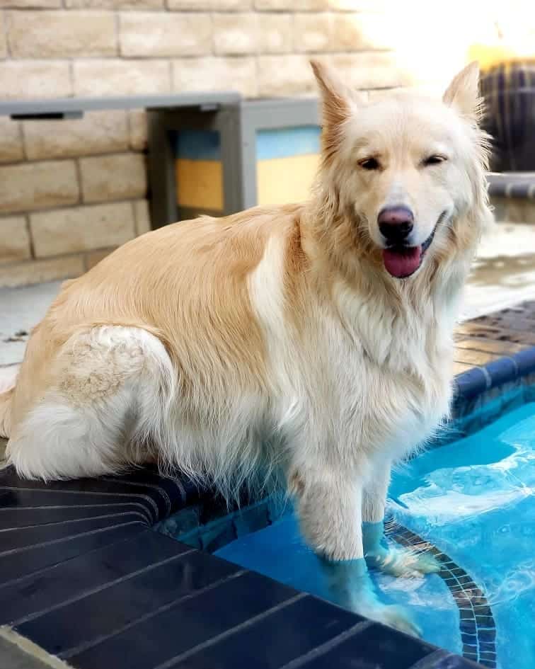 Ghost the Golden Shepherd about to take a swim