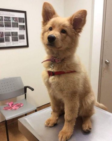 a cute Golden Retriever German Shepherd mix puppy
