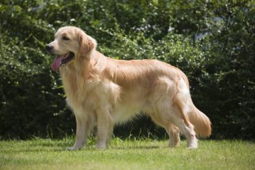 A photo of a beautiful Golden Retriever dog