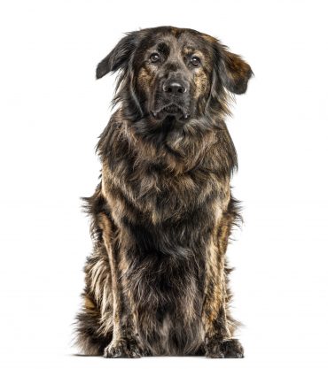 A Golden Shepherd with floppy ears