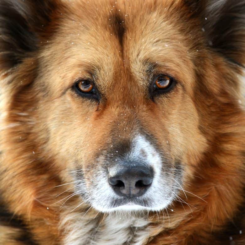 A close-up photo of a Golden Shepherd's face resembling more of a German Shepherd