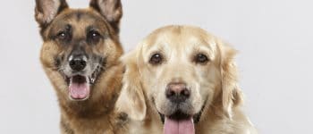 The German Shepherd and the Golden Retriever is what makes up the Golden Shepherd