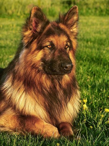 A close-up photo of a glorious-looking King Shepherd dog