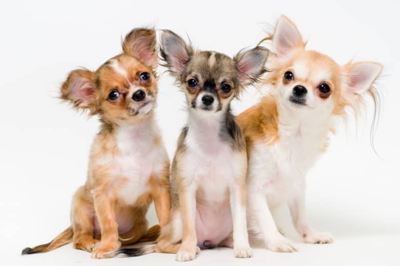 Three Chihuahuas on a white background