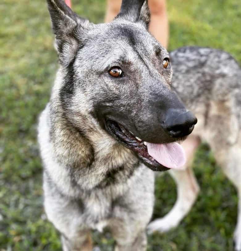 A Kunming Wolfdog that looks more like a German Shepherd