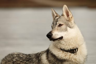 One of the Kunming's parents, a wolfdog