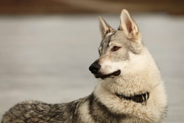 Your guide to the powerful Kunming Wolfdog - K9 Web