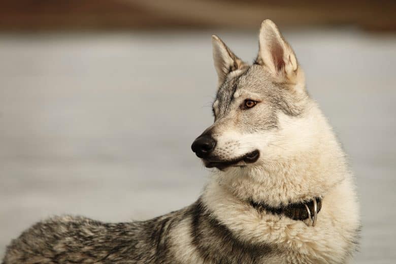Your guide to the powerful Kunming Wolfdog - K9 Web