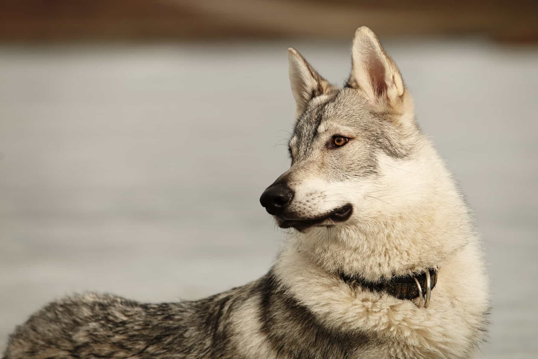 Your guide to the powerful Kunming Wolfdog K9 