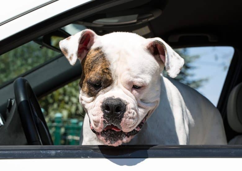 The American Bulldog in the car