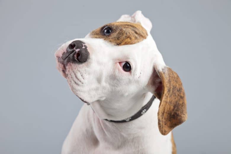 American Bulldog white with red spots isolated against grey background