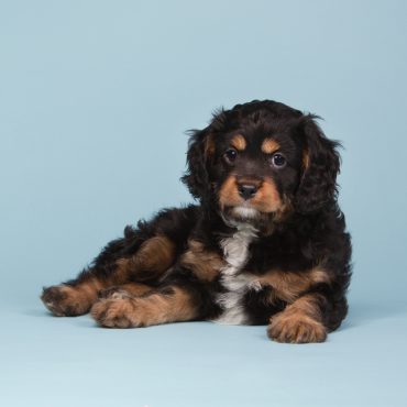 A tricolored Teddy Bear Cavapoo puppy