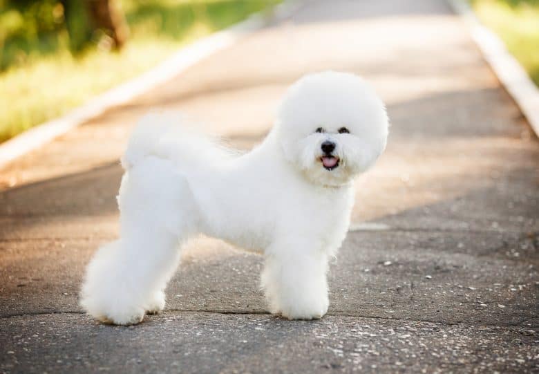 A Bichon Frise dog with a round head hairstyle taking a walk outside