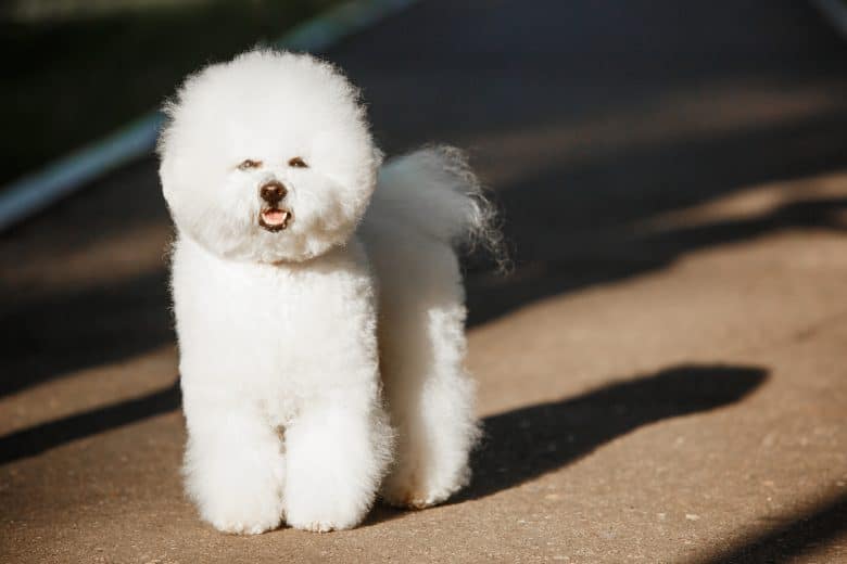 bichon poodle mix haircuts