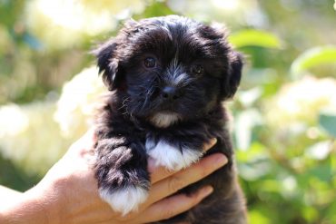 Black and white Teddy Bear puppy