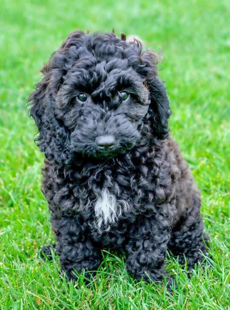 A curly-haired black Teddy Bear Cockapoo puppy