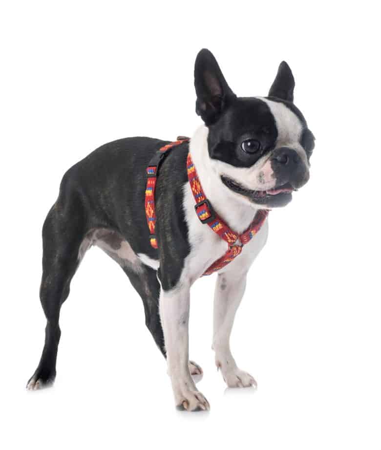 Boston Terrier in front of white background