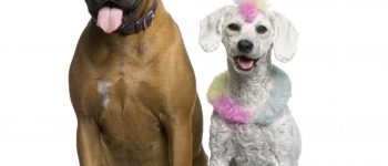 A Boxer and a colored Poodle on a white backround