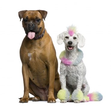 A Boxer and a colored Poodle on a white backround