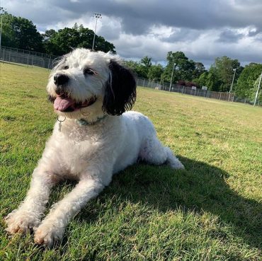 Boxerdoodle prenant un bain de soleil dans l'herbe