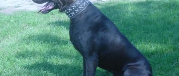 A full-grown Canis Panther dog sitting on the grass