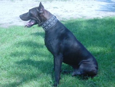 A full-grown Canis Panther dog sitting on the grass