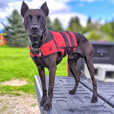 A Canis Panther dog proudly wearing its new vest at the back of its owner's truck