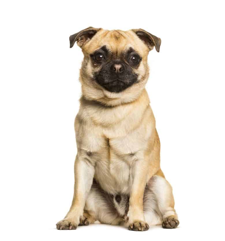 Chug dog portrait on a white background