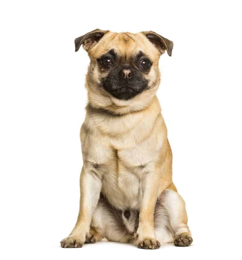 pug mixed with chihuahua for sale