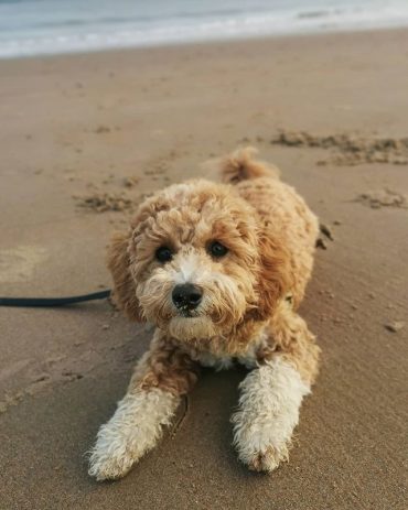 Bichon Poodle Get To Know The Ultimate Lovable Teddy Dog K9 Web