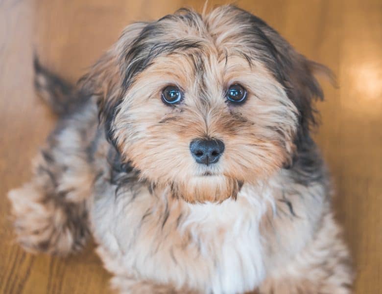 Close up of a Shih-poo dog indoors