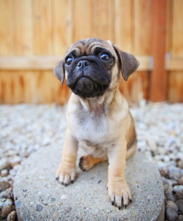 Cute Chihuahua Pug mix on a rock