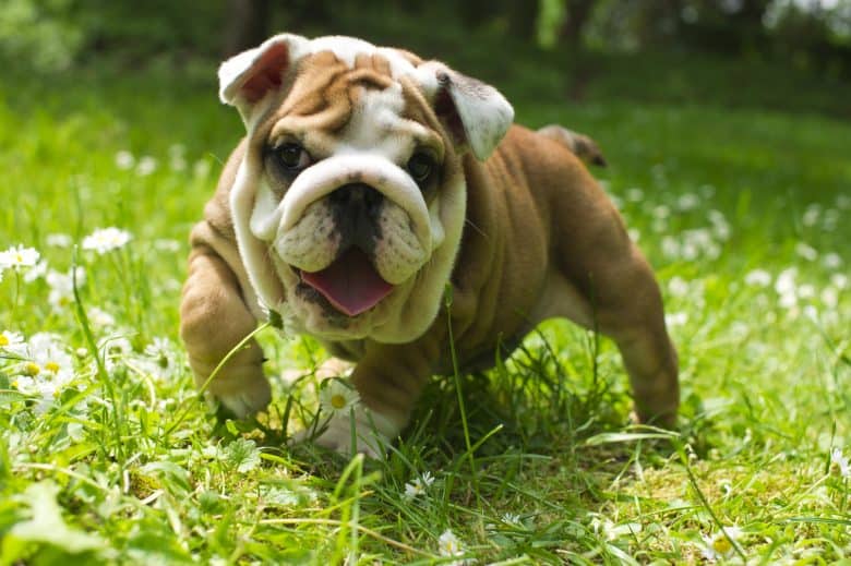 English Bulldog puppy playing on fresh summer grass