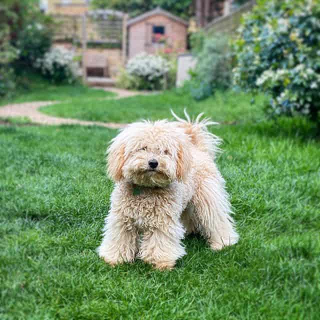 Bichon Poodle: Get to know the ultimate lovable teddy dog - K9 Web