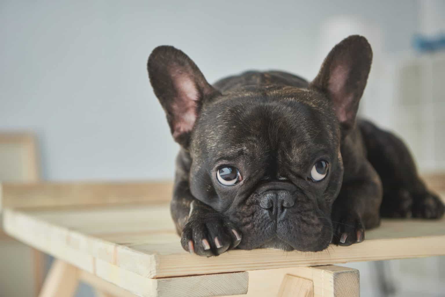 Is the Frug one the cutest dogs in the world? - K9 Web
