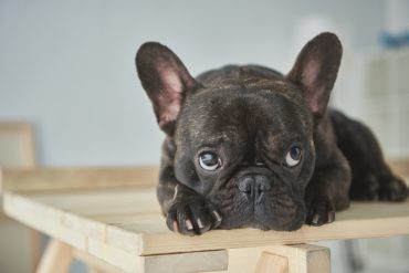 A black French Bulldog with puppy dog eyes