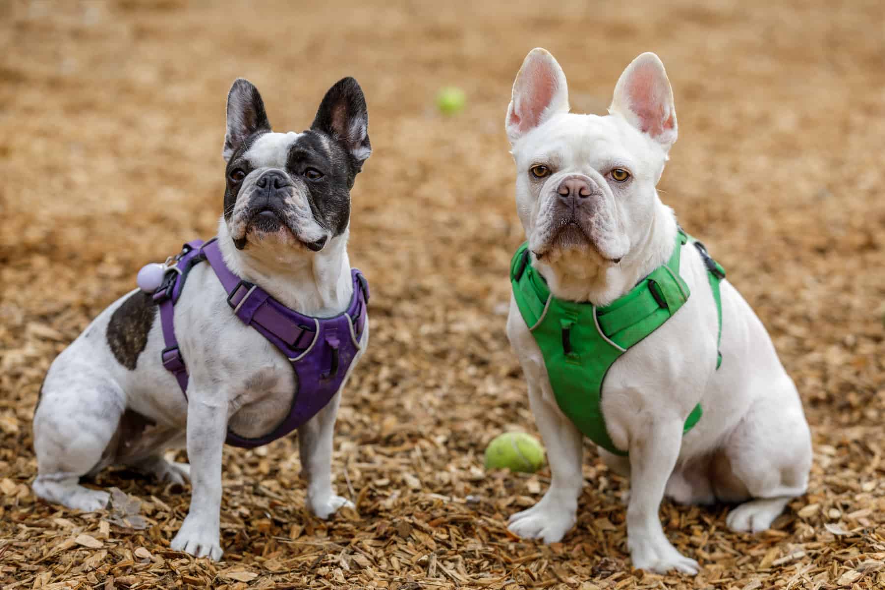 Do you want to know what a Frenchton dog is? - K9 Web 